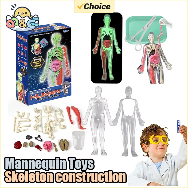Anatomia ludzkiego szkieletu M – Kids Education Music recenzja i cena