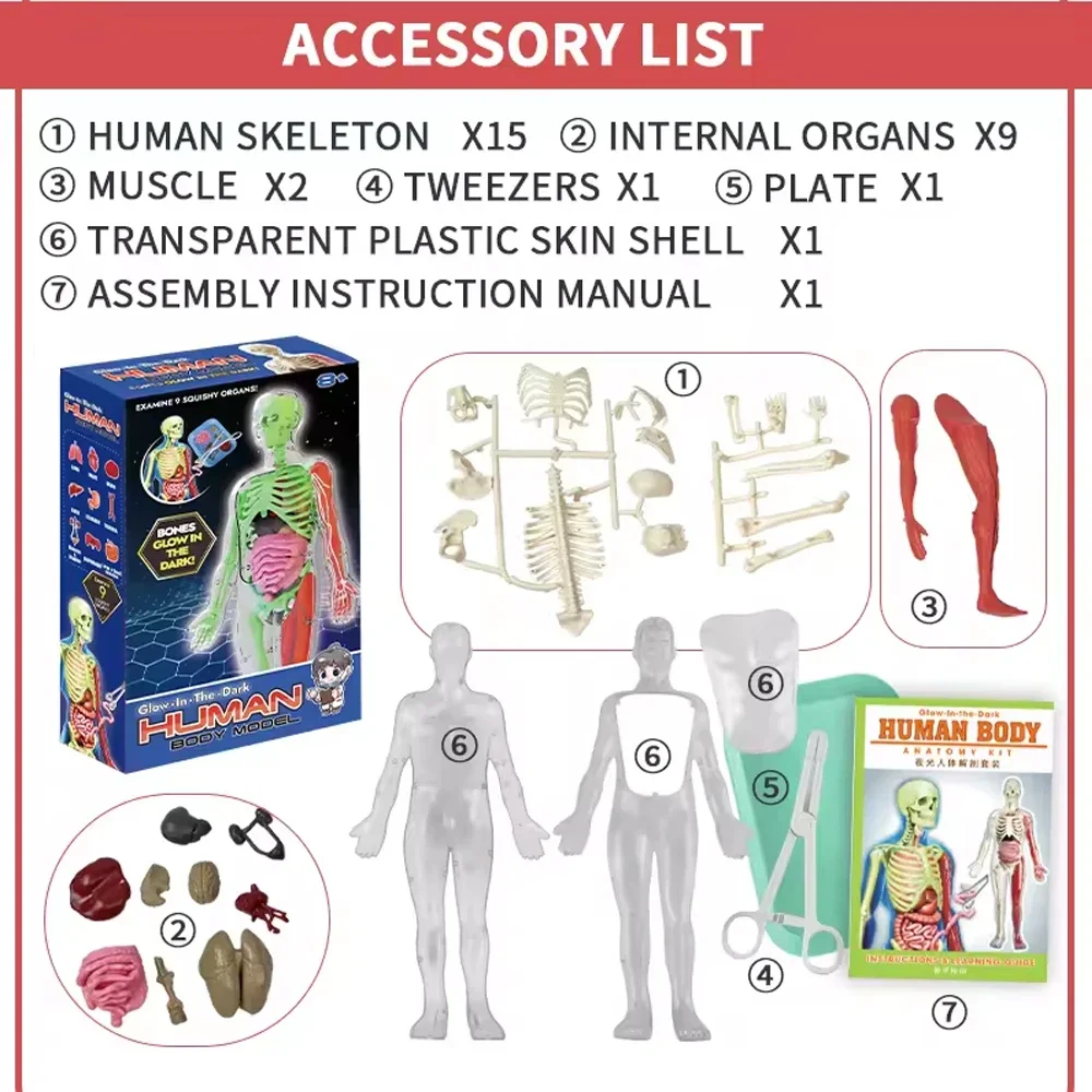 Anatomia ludzkiego szkieletu M – Kids Education Music recenzja i cena